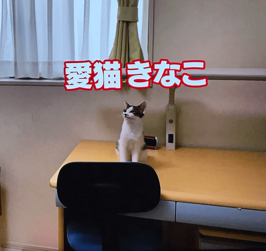 那須雄登,愛猫きなこ