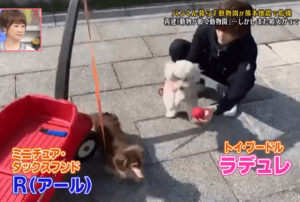 道枝駿佑と愛犬のラデュレとアール