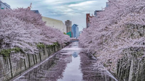 なかめ公園橋からの目黒川の桜